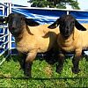 North Somerset Show