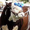 Melplash Show