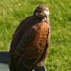 BASC Gamekeepers Fair