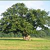 Stock Gaylard Oak Fair 2019